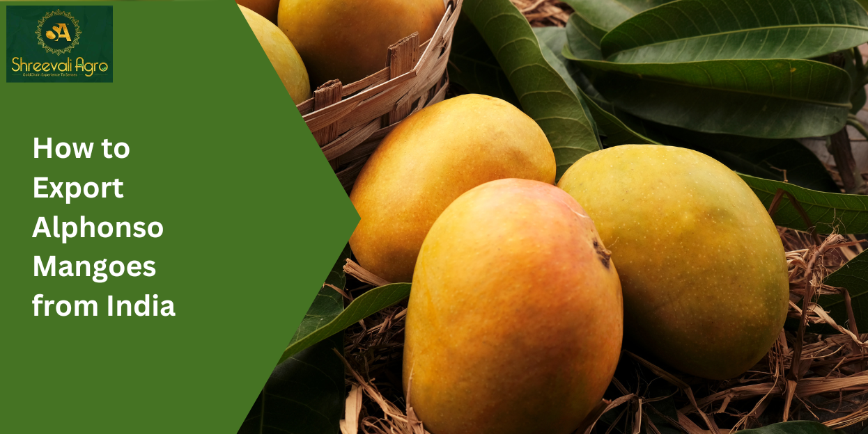 Alphonso Mango Export Shreevali Agro®