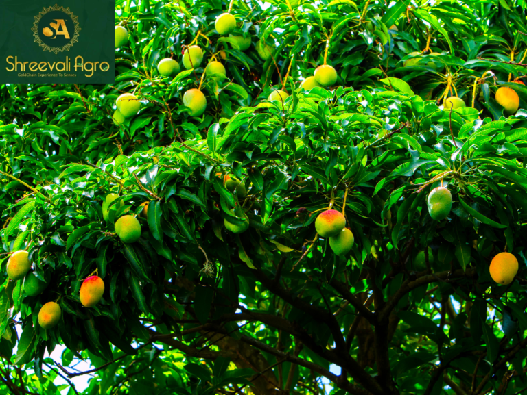 Why Choose Chemical-Free Farm-Fresh Mangoes in India?