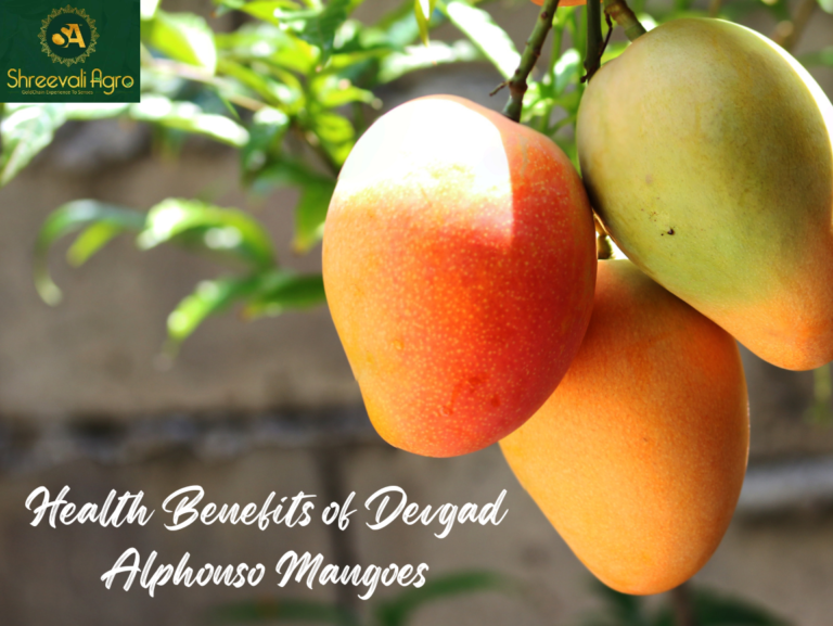 Health-Benefits-of-Devgad-Alphonso-Mangoes