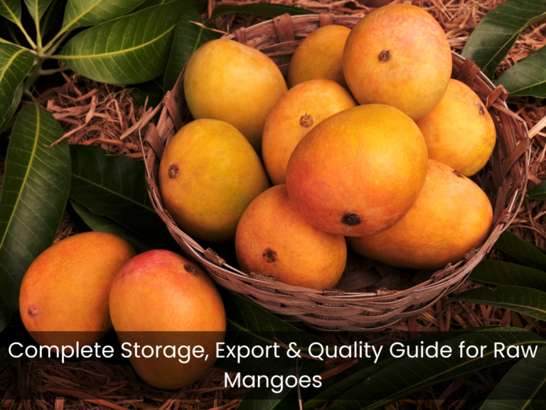 Quality Guide for Raw Mangoes