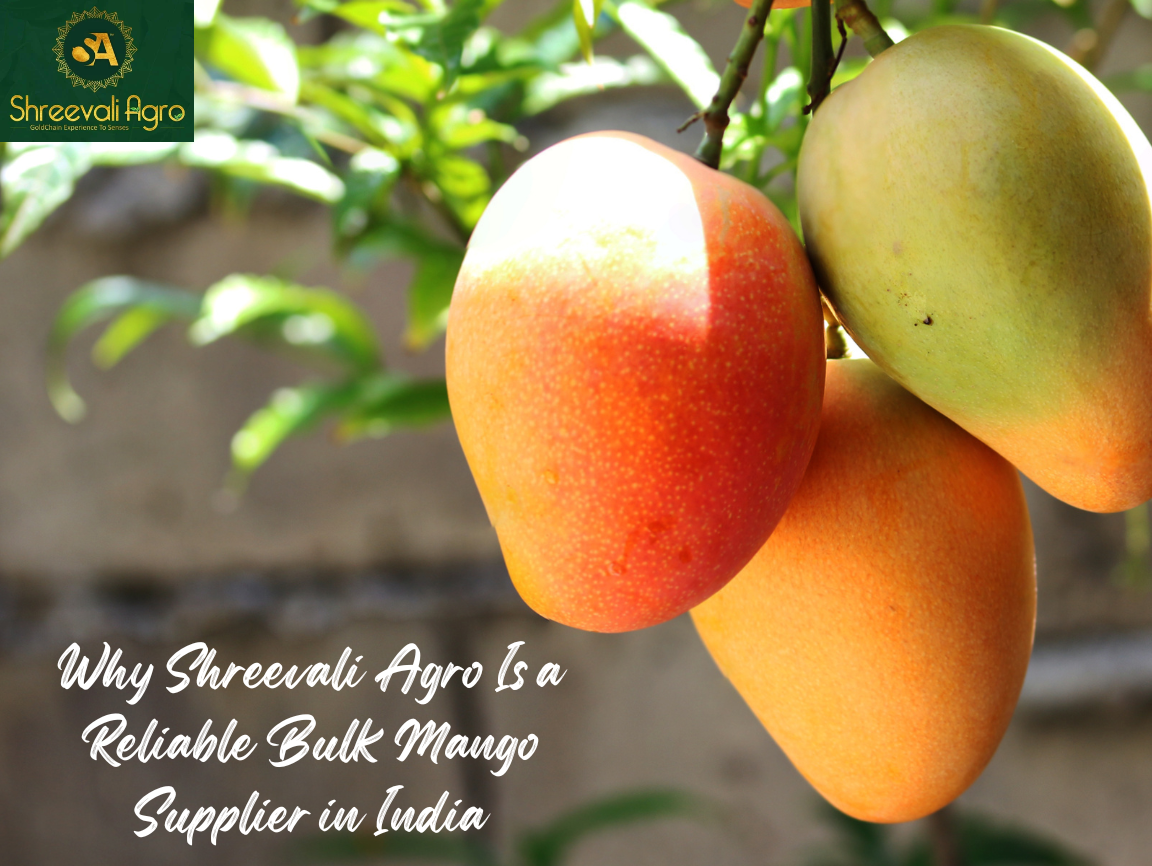 bulk mango supplier in india