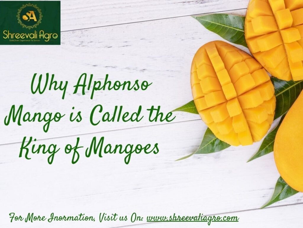 Alphonso Mango